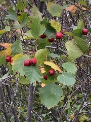 Crataegus chrysocarpa