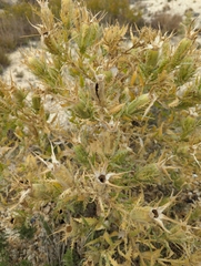 Mentzelia nuda