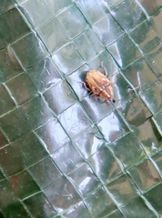 Trichosirocalus troglodytes