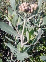 Tessaria absinthioides