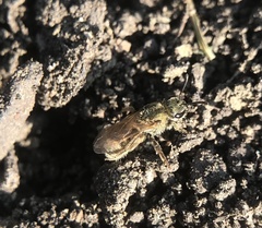 Lasioglossum pilosum