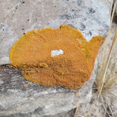 Xanthomendoza trachyphylla