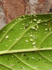 Sarucallis kahawaluokalani