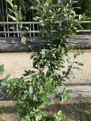Elaeagnus