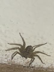 Selenops mexicanus