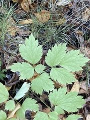 Actaea rubra