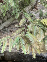Metasequoia glyptostroboides