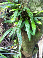 Loxogramme dictyopteris