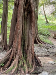 Metasequoia glyptostroboides