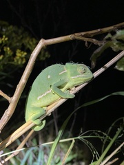 Chamaeleo dilepis