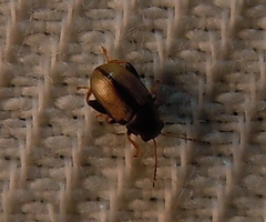 Chaetocnema conducta