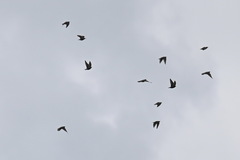 Sturnus vulgaris