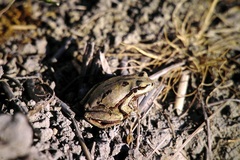 Hyla savignyi