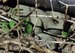 Natrix astreptophora