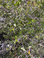 Amelanchier utahensis