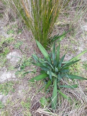 Yucca gloriosa