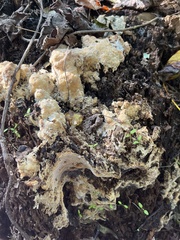 Pseudoinonotus dryadeus