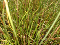 Triglochin maritima
