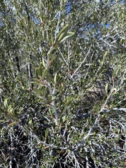 Cercocarpus