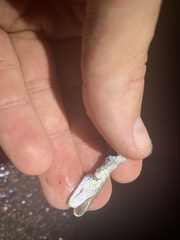 Philothamnus hoplogaster