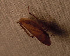 Aphrodinae