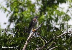 Harpagus bidentatus