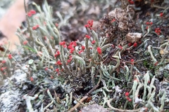 Cladonia floerkeana