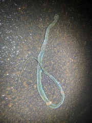 Philothamnus hoplogaster