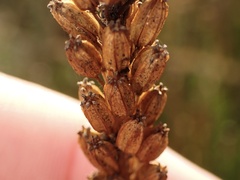 Triglochin maritima