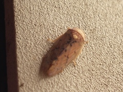 Ponana quadralaba