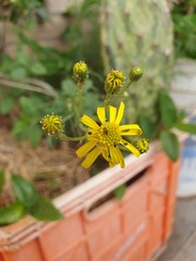 Senecio pampeanus