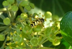 Dasysyrphus