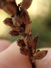 Triglochin maritima