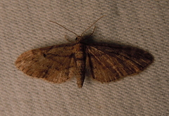 Eupithecia ericeata