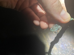 Philothamnus hoplogaster