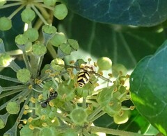 Dasysyrphus