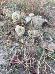 Physalis neomexicana