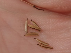 Triglochin maritima