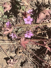 Geranium viscosissimum