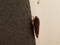 Ponana quadralaba