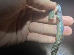 Philothamnus hoplogaster