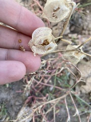 Physalis neomexicana