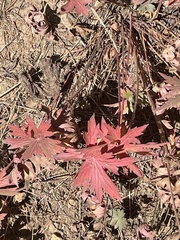 Geranium viscosissimum