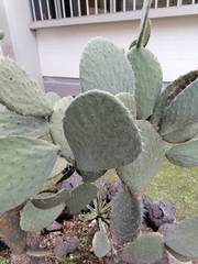 Opuntia joconostle