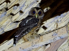 Strix virgata