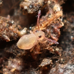 Dicyrtomidae