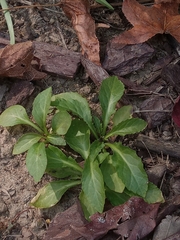 Lobelia cardinalis
