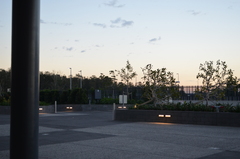 Corvus coronoides coronoides