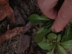Lobelia cardinalis