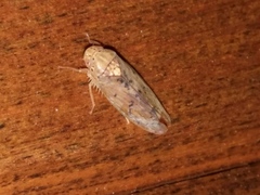 Ponana quadralaba
